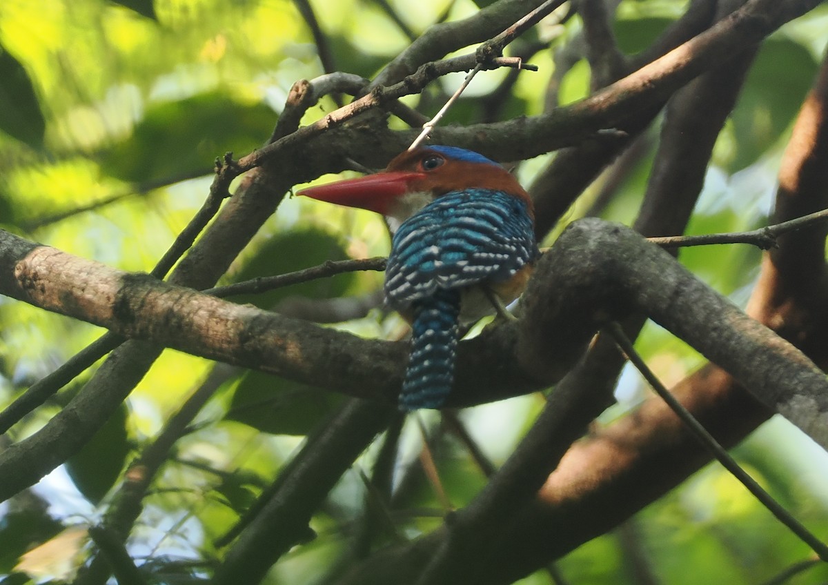 Banded Kingfisher (Banded) - ML621771218