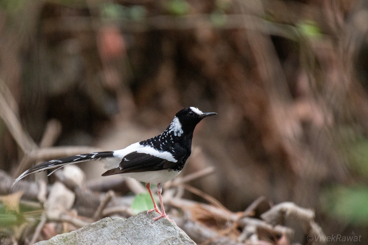 Spotted Forktail - Vivek Rawat