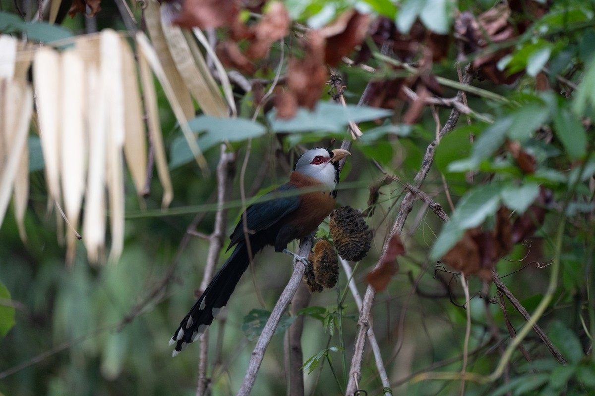 Scale-feathered Malkoha - Dindo Karl Mari Malonzo