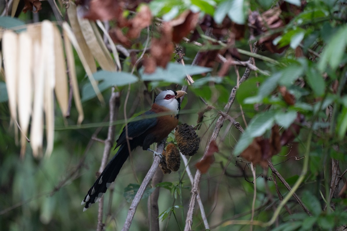 Scale-feathered Malkoha - Dindo Karl Mari Malonzo