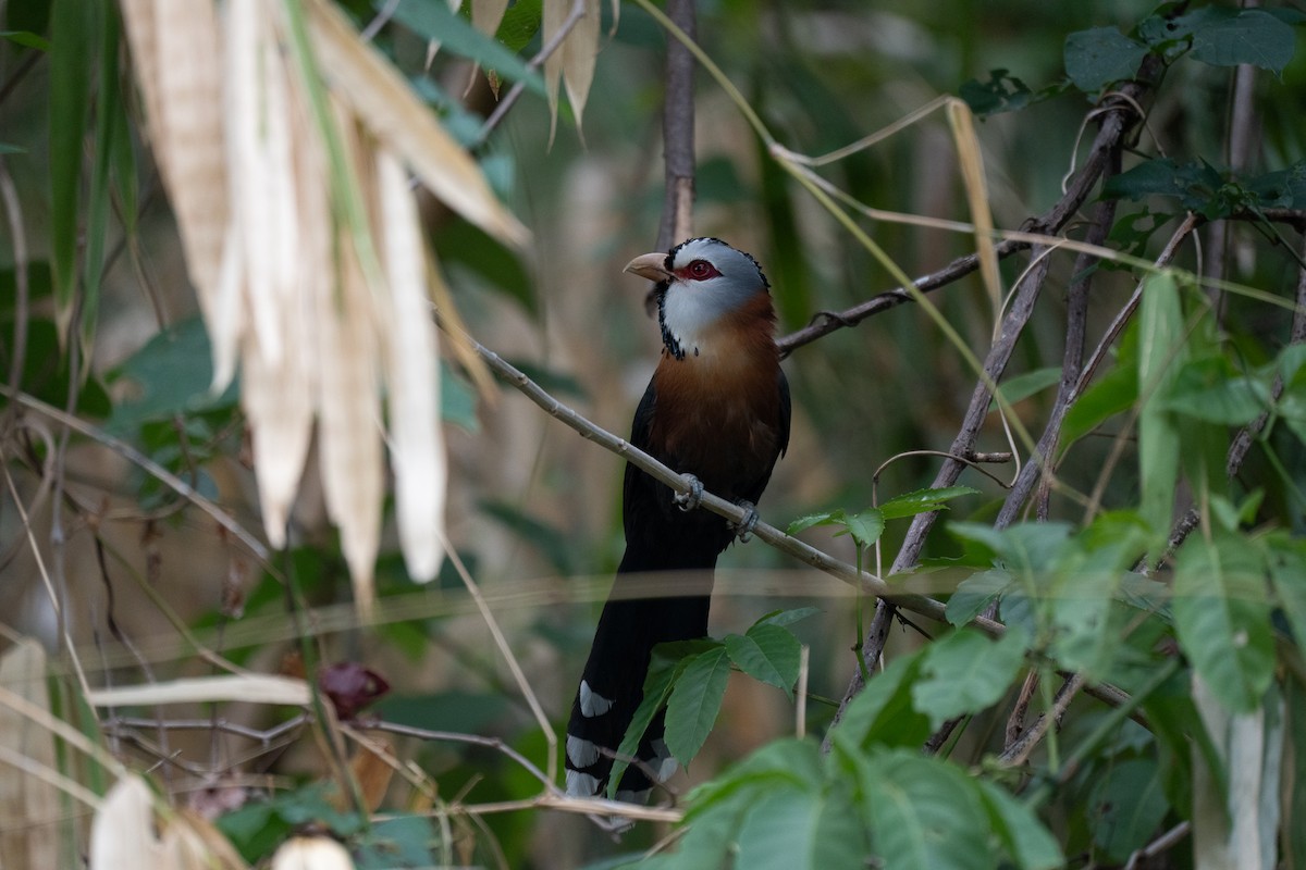 Scale-feathered Malkoha - ML621771265