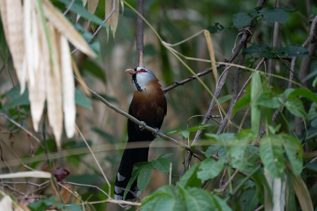 Scale-feathered Malkoha - Dindo Karl Mari Malonzo