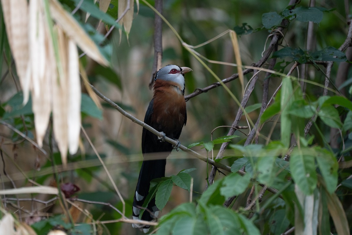 Scale-feathered Malkoha - Dindo Karl Mari Malonzo