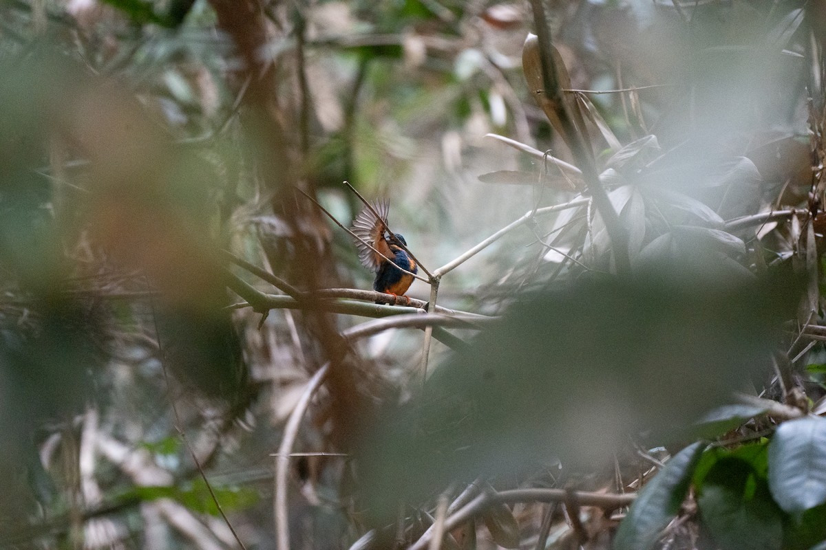 Indigo-banded Kingfisher (Northern) - ML621771286