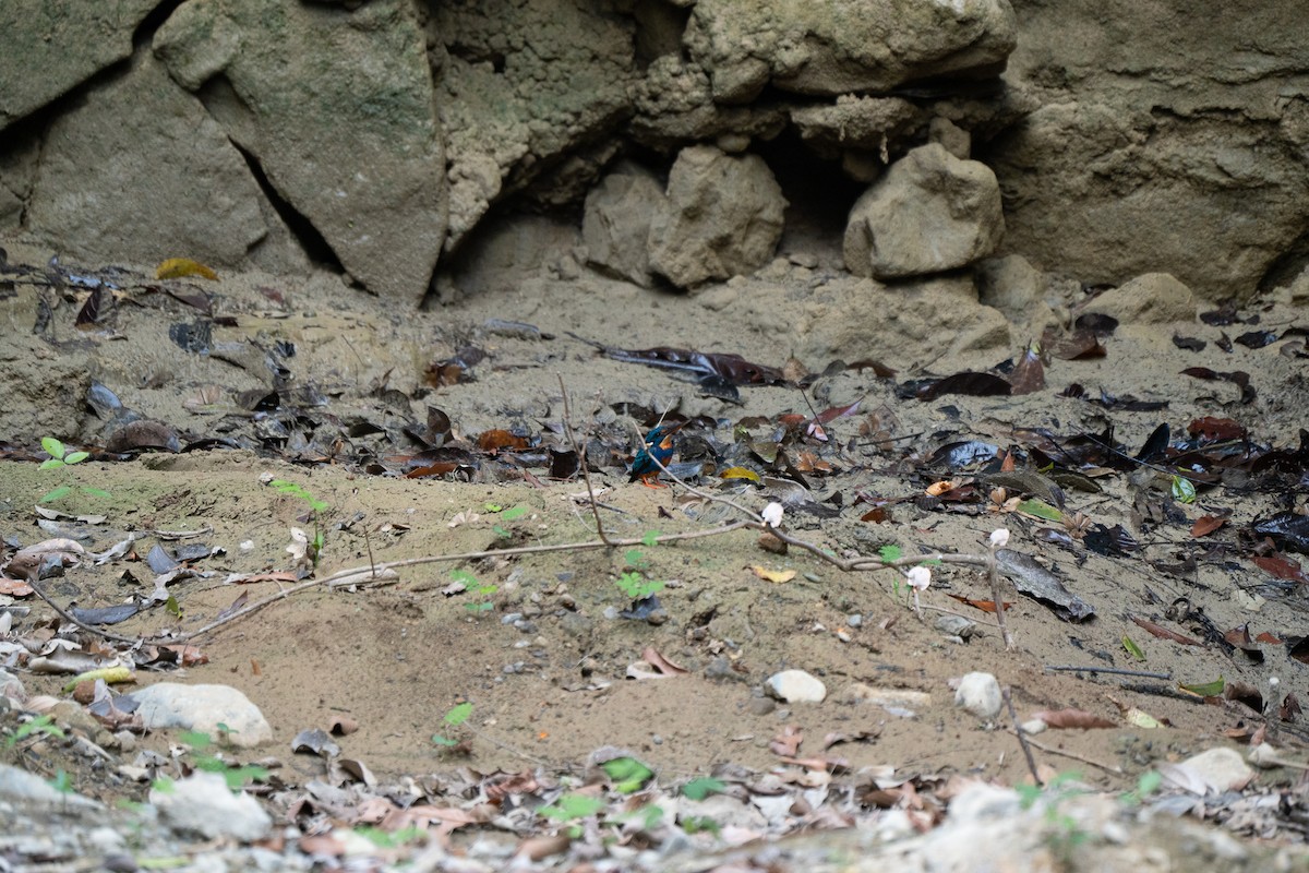 Indigo-banded Kingfisher (Northern) - ML621771290