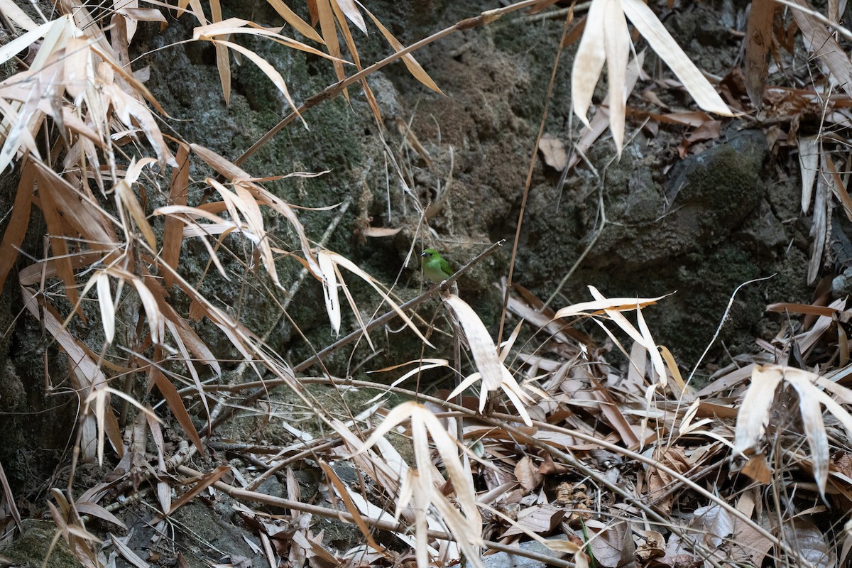 Green-faced Parrotfinch - Dindo Karl Mari Malonzo