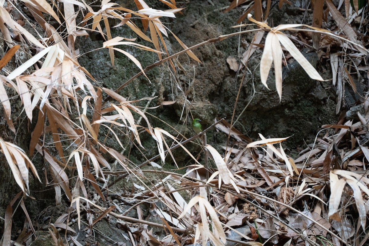 Green-faced Parrotfinch - ML621771347