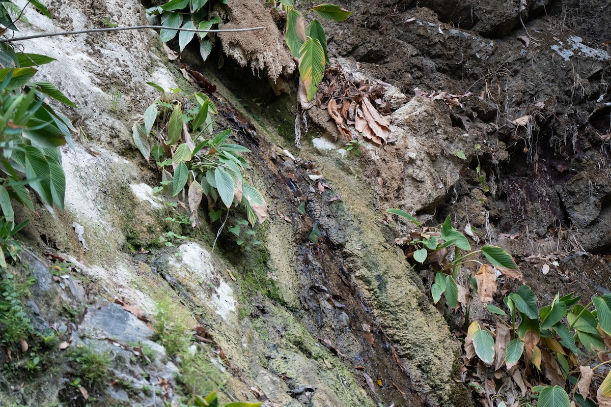 Green-faced Parrotfinch - ML621771352