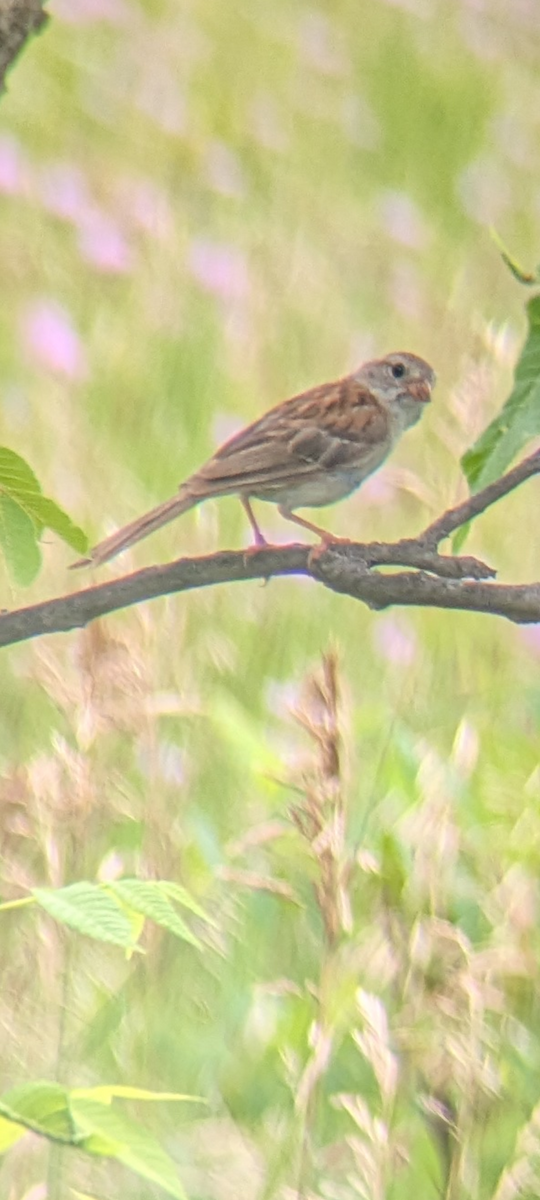 Field Sparrow - ML621771354