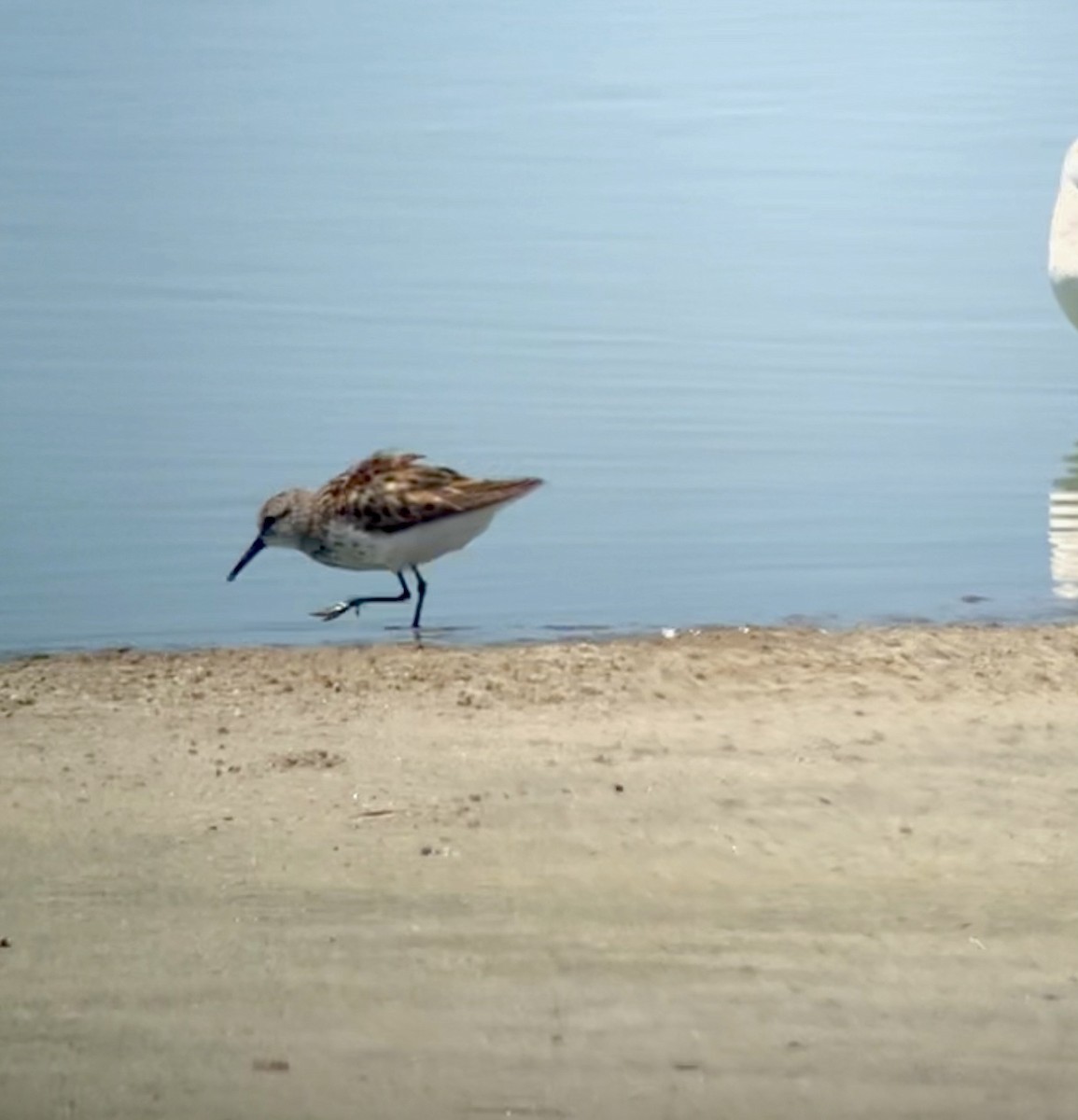 Western Sandpiper - ML621771436