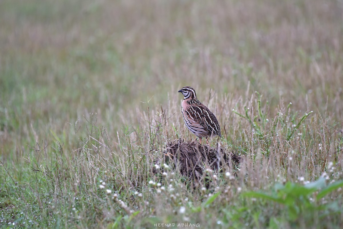 Rain Quail - ML621771462