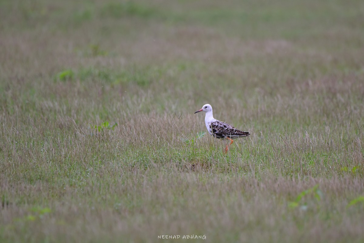 Ruff - Neenad Abhang