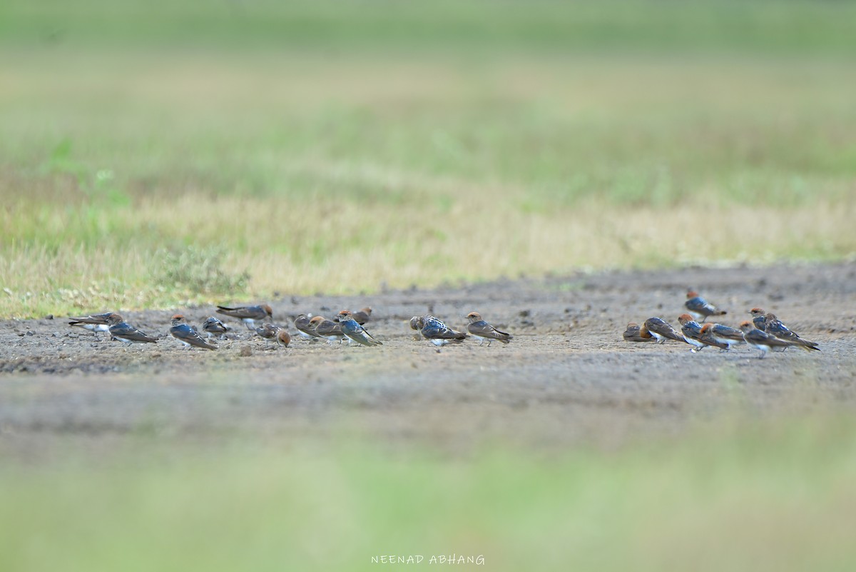 Streak-throated Swallow - ML621771471