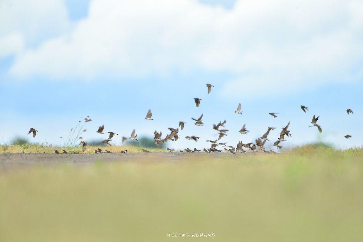 Streak-throated Swallow - ML621771473