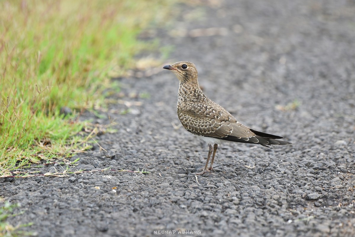 Oriental Pratincole - ML621771487