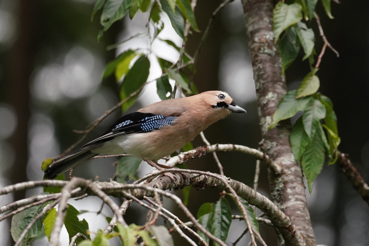 Eurasian Jay - ML621771501