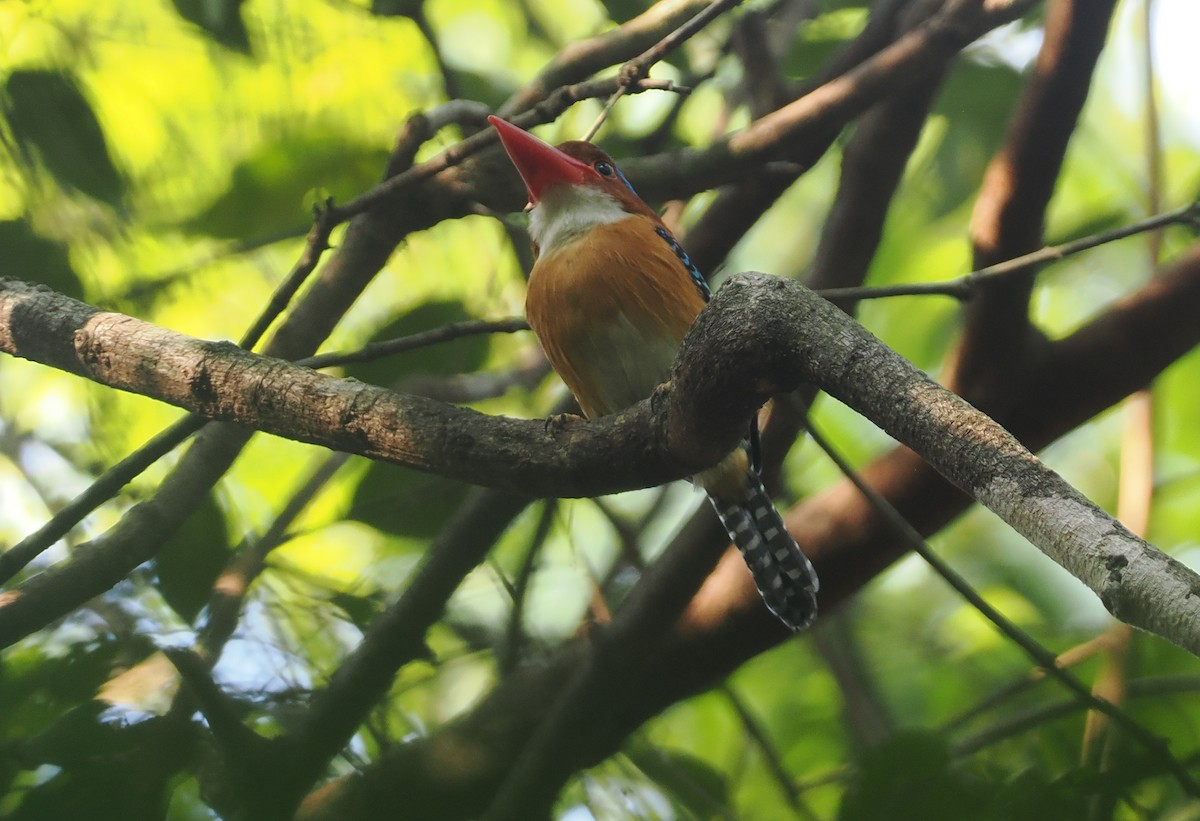 Banded Kingfisher (Banded) - ML621771509