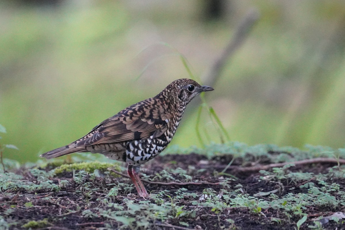 Scaly Thrush - ML621771513