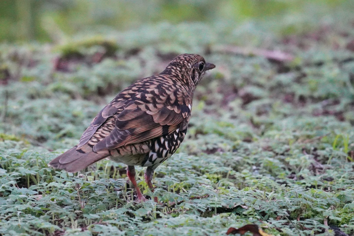 Scaly Thrush - ML621771515