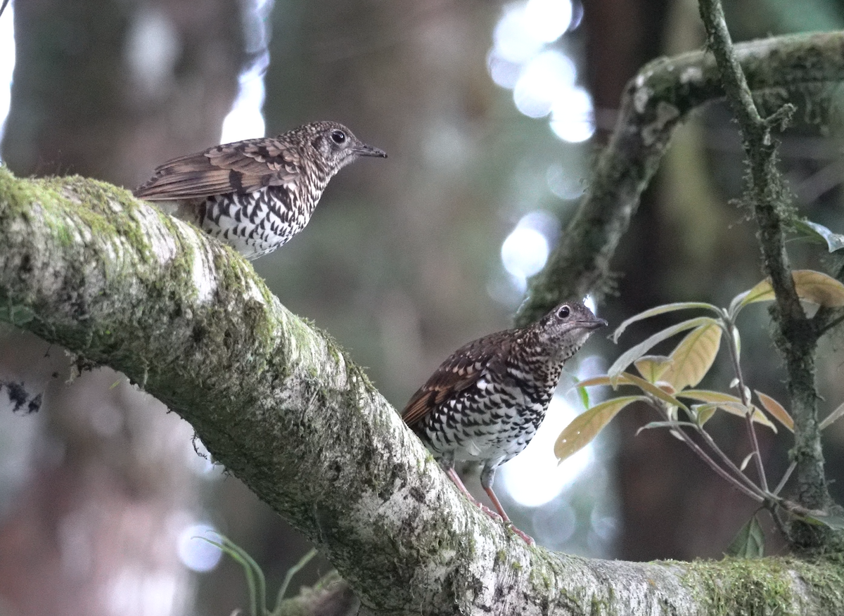 Scaly Thrush - ML621771543