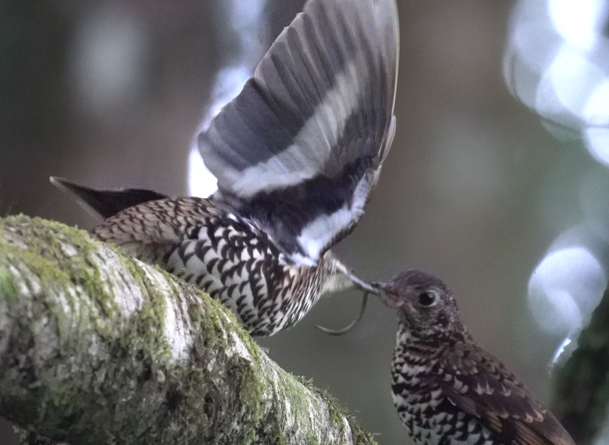 Scaly Thrush - ML621771544