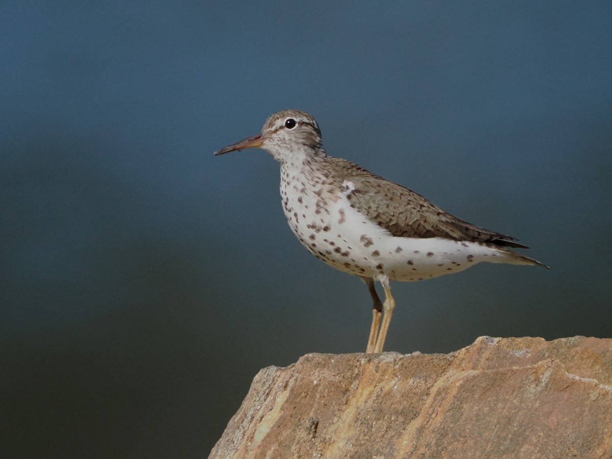 Spotted Sandpiper - ML621771608