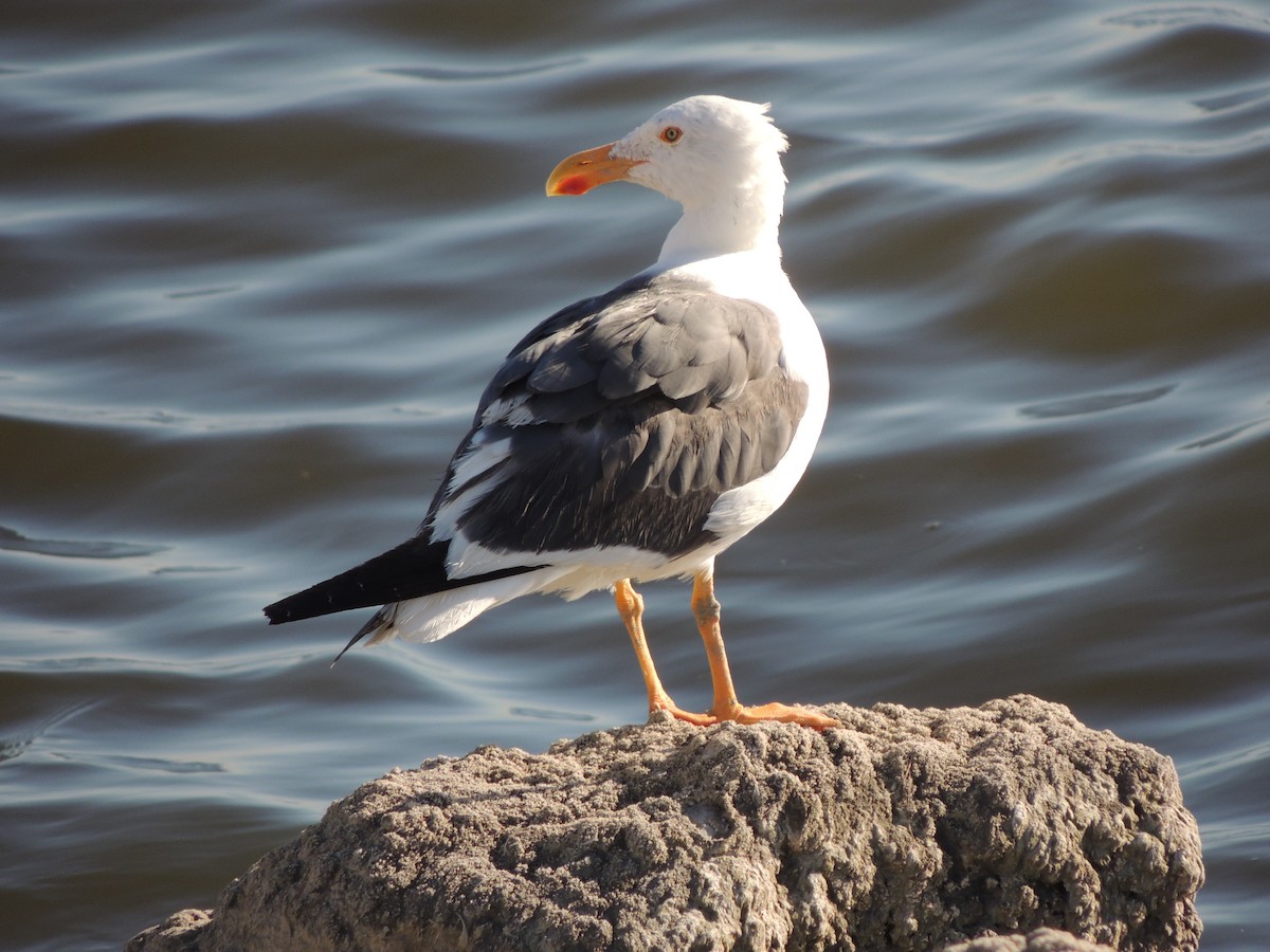 Yellow-footed Gull - Brian Johnson