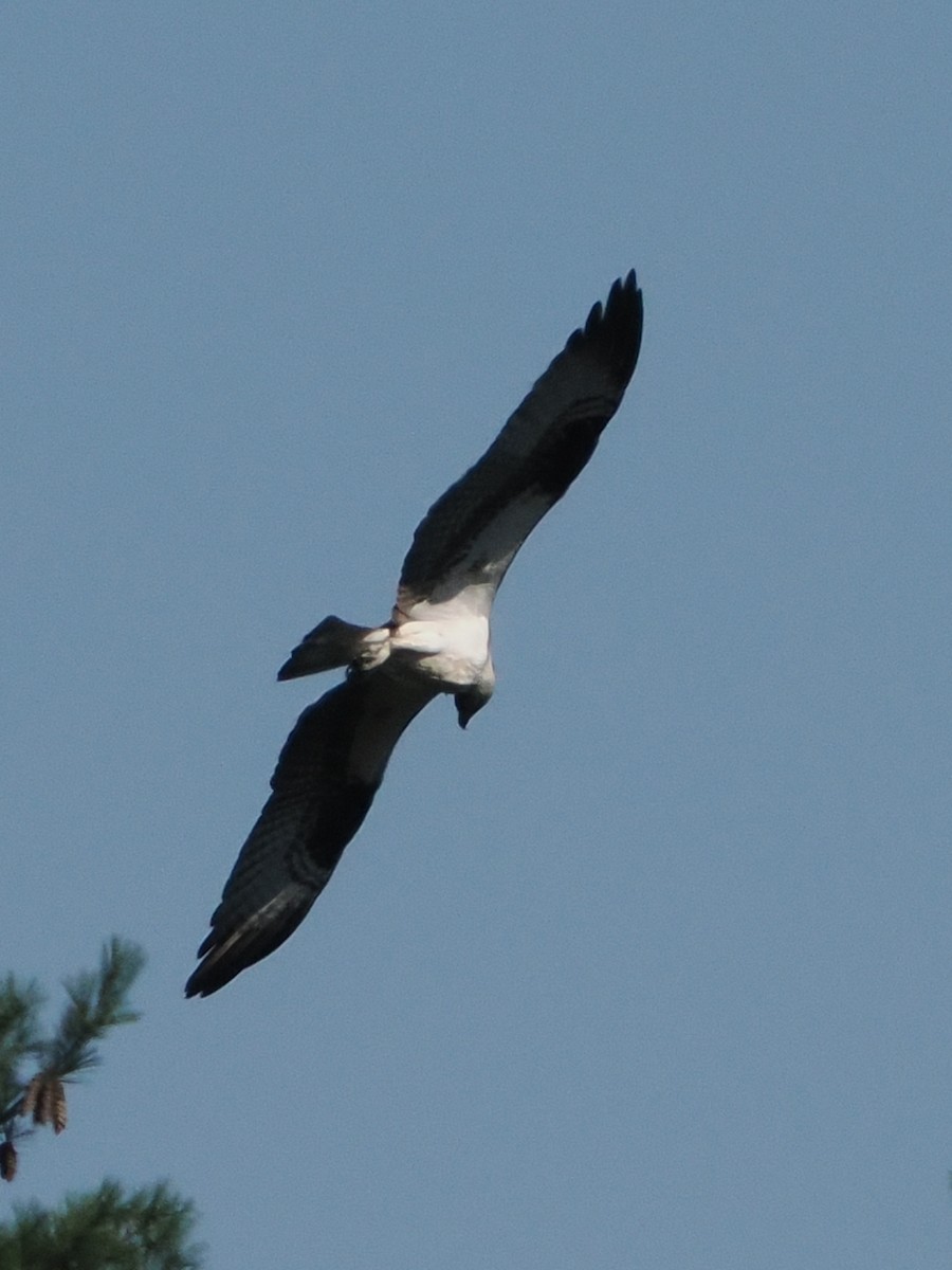 Osprey - ML621771612