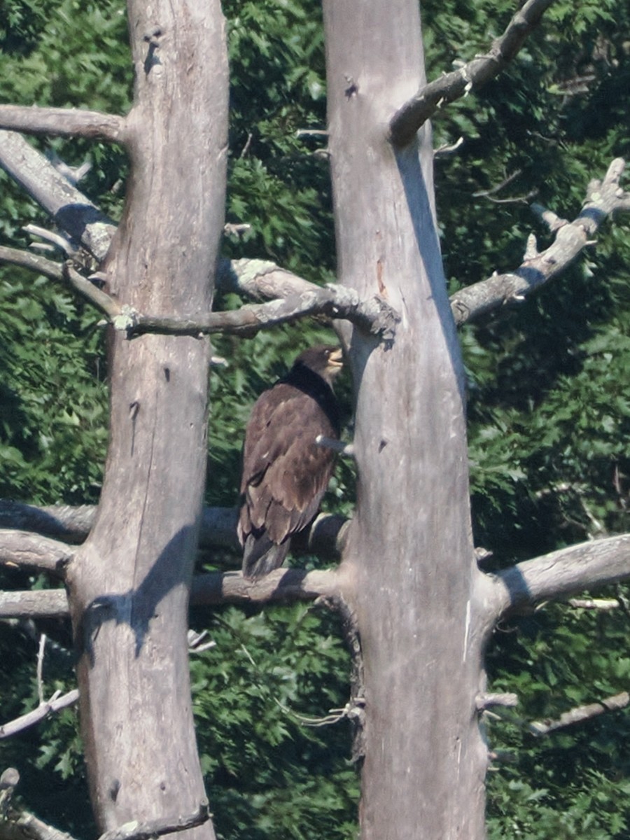 Bald Eagle - ML621771616