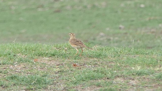 Paddyfield Pipit - ML621771622