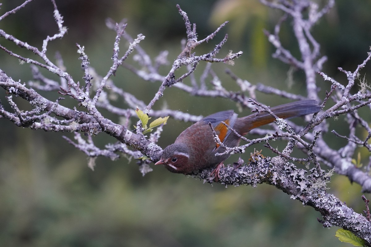 White-whiskered Laughingthrush - ML621771644