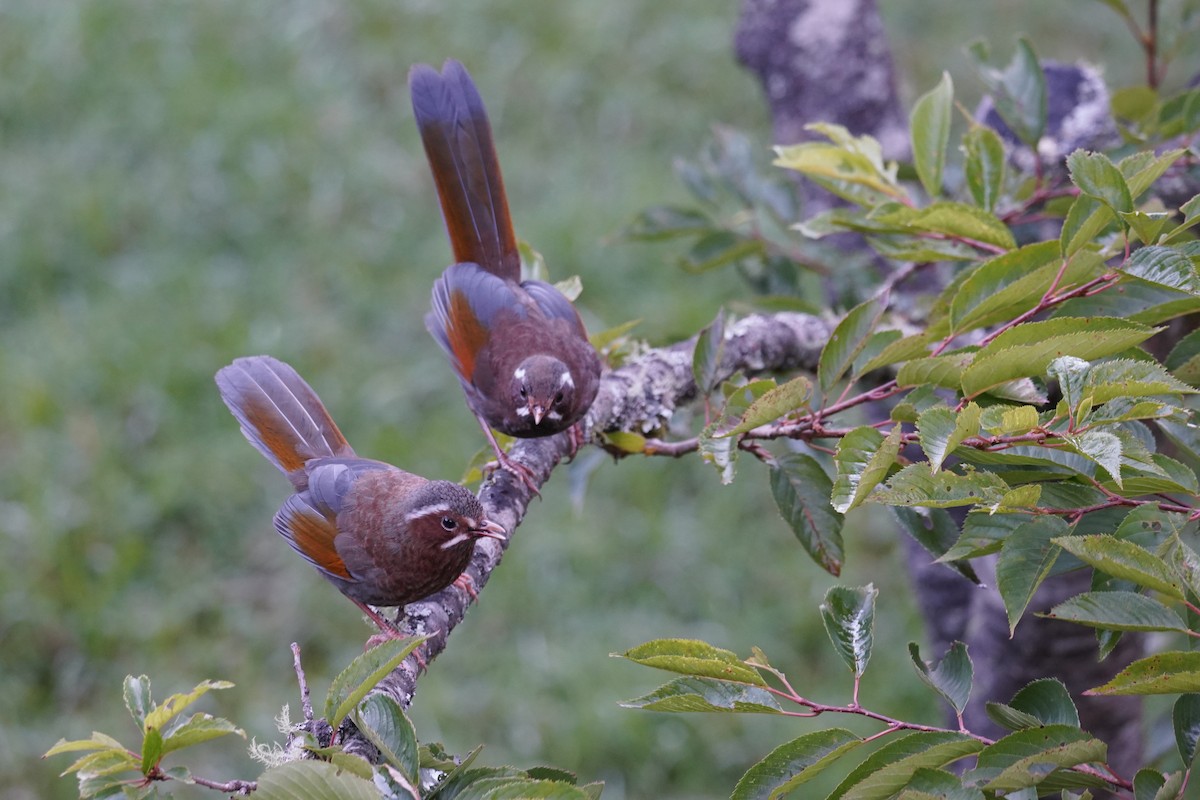 White-whiskered Laughingthrush - ML621771652