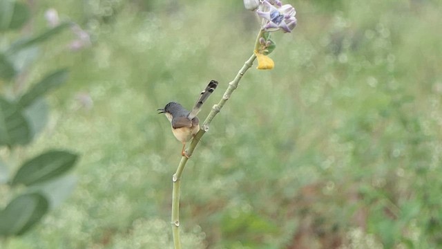 Ashy Prinia - ML621771704