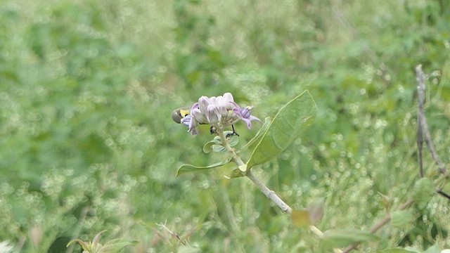 strdimil fialový - ML621771711