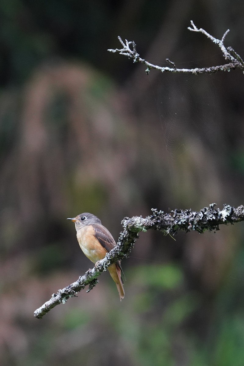 Ferruginous Flycatcher - ML621771722