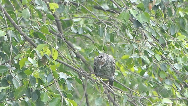 Asian Koel - ML621771746