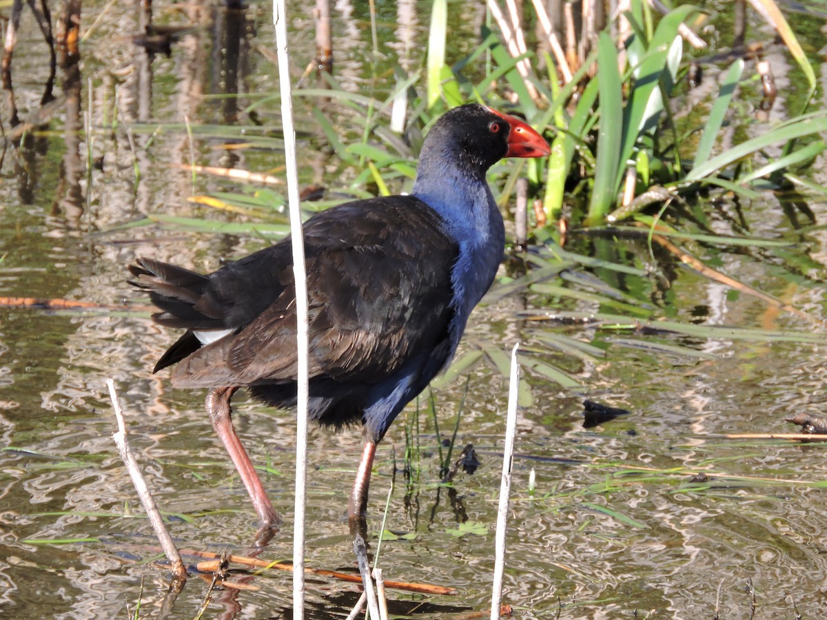 Australasian Swamphen - ML621771782