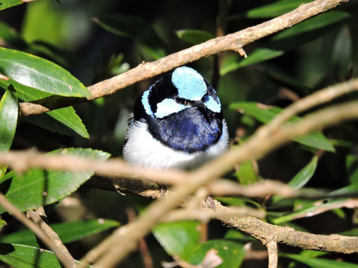 Superb Fairywren - ML621771791