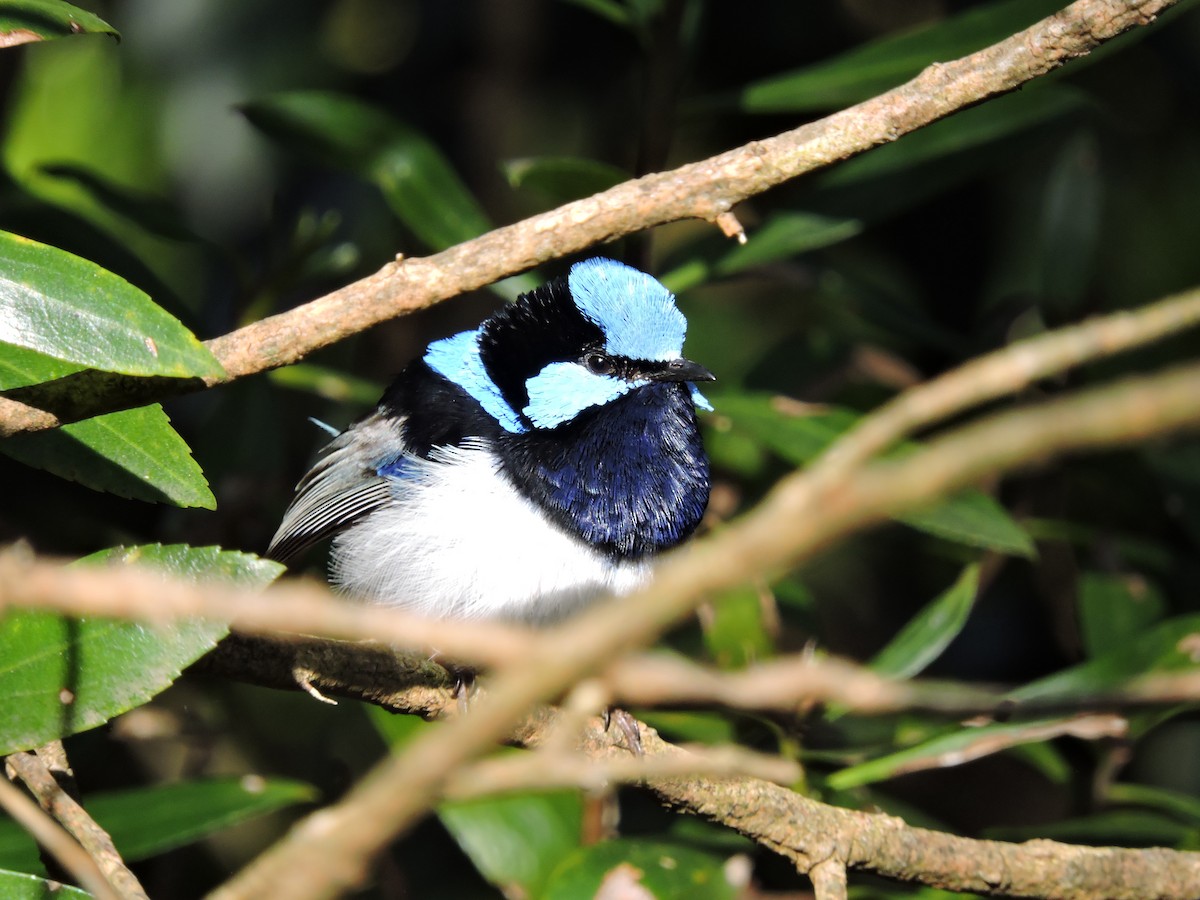 Superb Fairywren - ML621771792