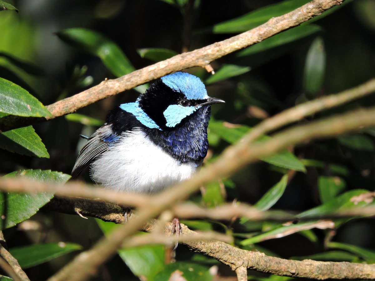 Superb Fairywren - ML621771793