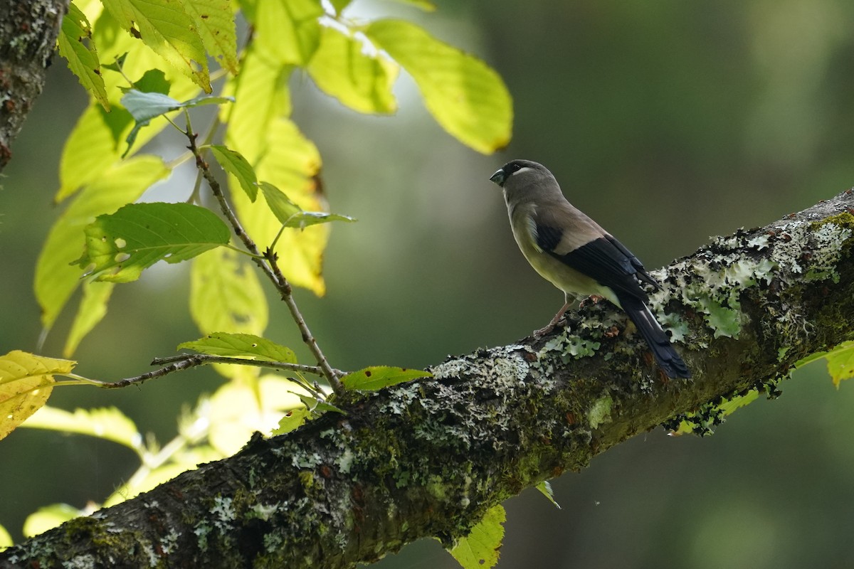 Brown Bullfinch - ML621771802