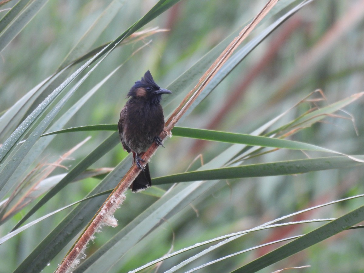 Bulbul à ventre rouge - ML621771803