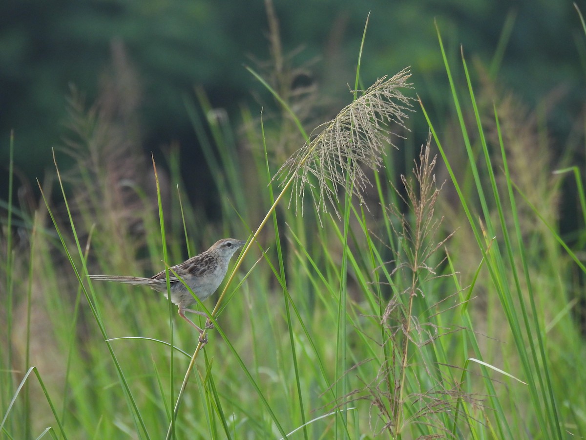 Striated Grassbird - ML621771806