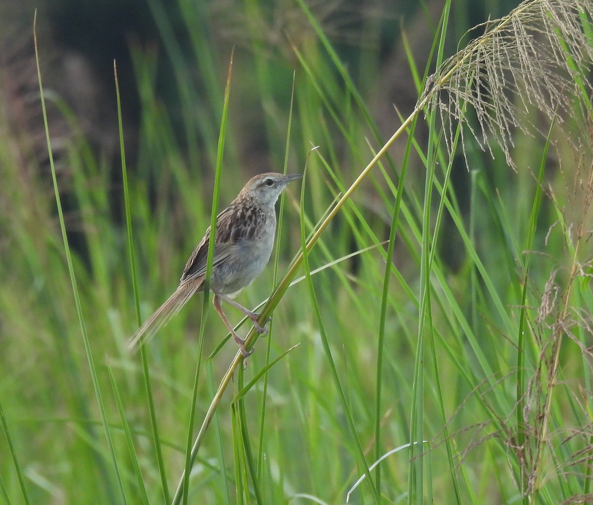 Striated Grassbird - ML621771815