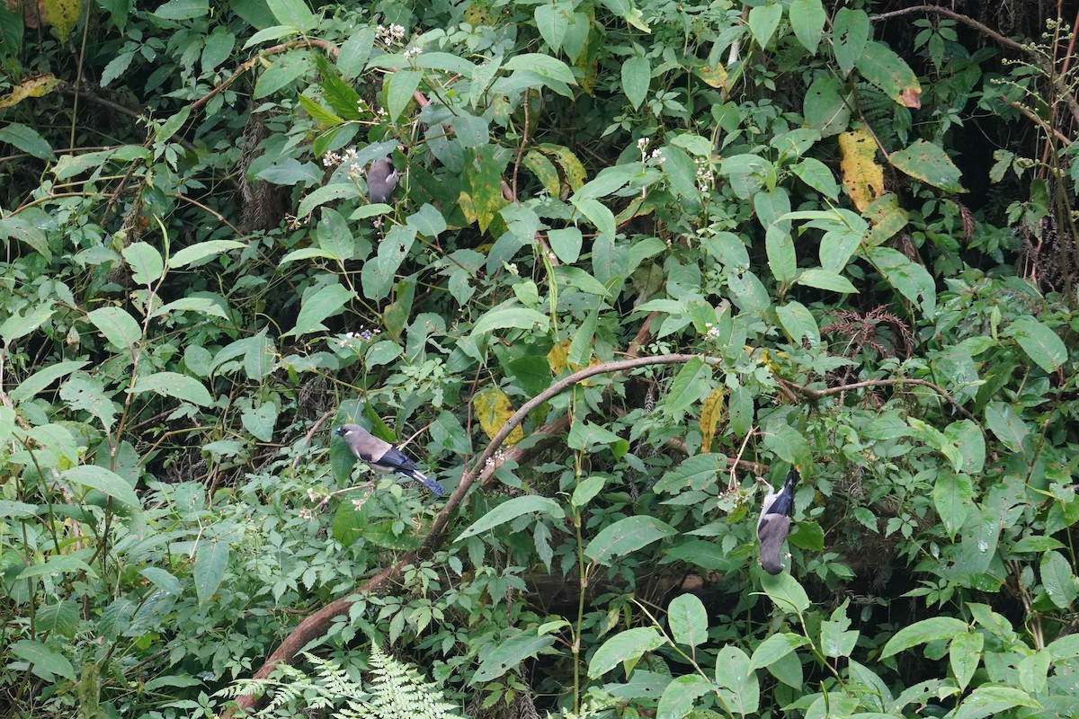 Brown Bullfinch - ML621771822