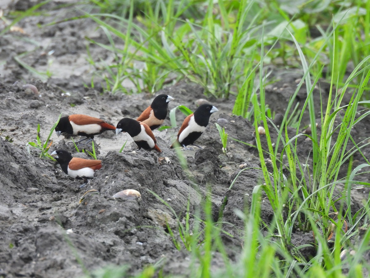 Tricolored Munia - ML621771876