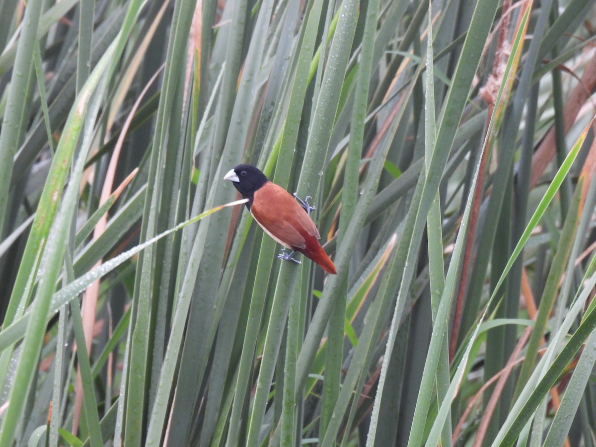 Tricolored Munia - ML621771877