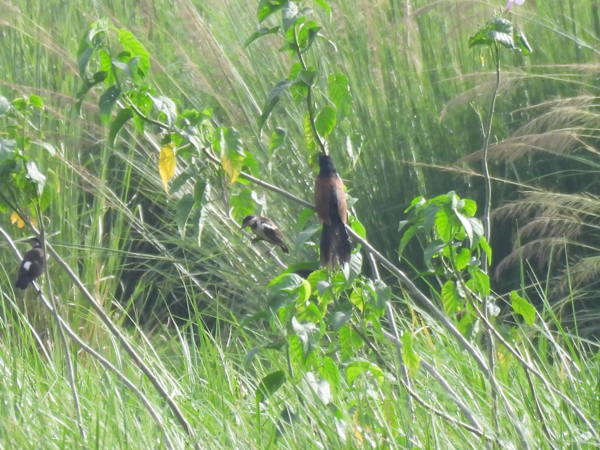 Lesser Coucal - ML621771919