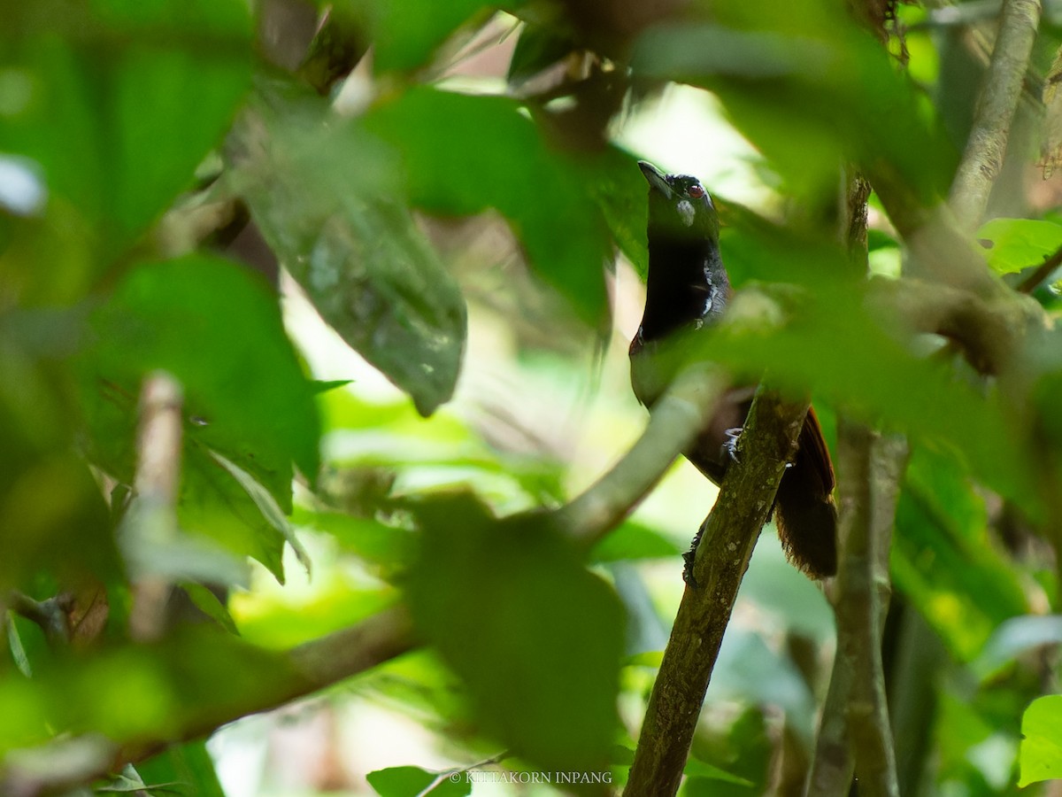 Black-throated Babbler - ML621772016