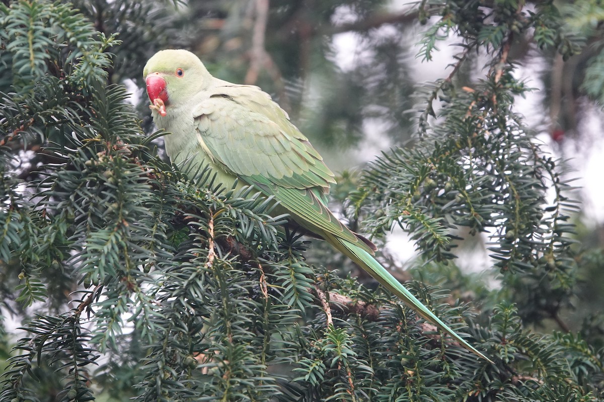 ホンセイインコ - ML621772046